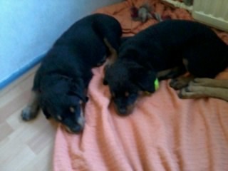 Aslan(rechts) & zusje Bindi (links)