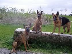 nikeey noah en vooraan yankee