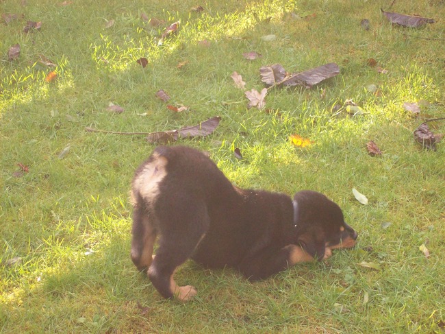 druk aan het helpen in de tuin