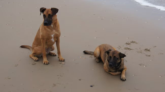 Foto van Vrouwtje van Denzel en Diva (R.I.P. Dixie)