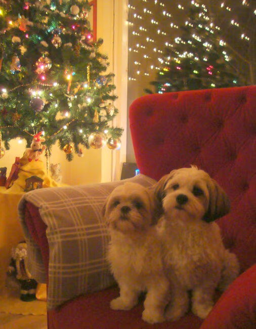 Christmas Dogs