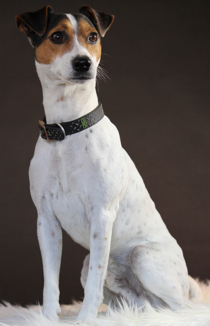 bailey bij mij in de studio! :)