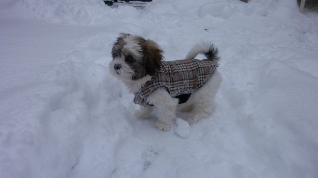 Bailey in de sneeuw...(dit jasje past ie overigens niet meer, daar gaat nu net 1 poot in)