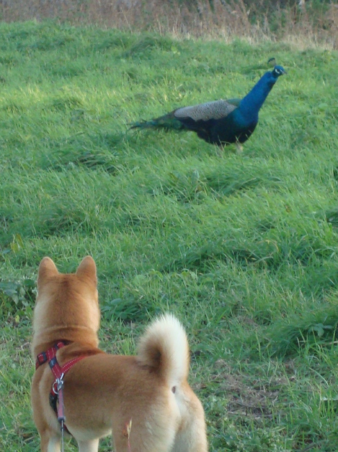 Kenai en de pauw :p Gelukkig had ik de pauw op tijd gezien of Kenai had ze waarschijnlijk geveld! :o Ze liep los en heb haar dan vlug aangelijnd ;)