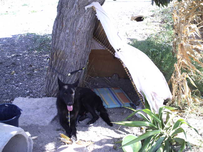 me zn geinproviseerde hondeholletje.
tijdelijk... en was lekker warm dus kon geen kwaad.
