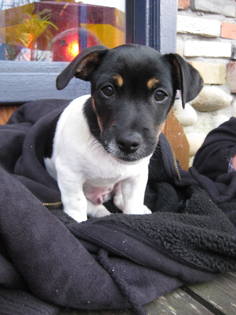 Hier ben ik nog maar 11 weken oud en super schattig!