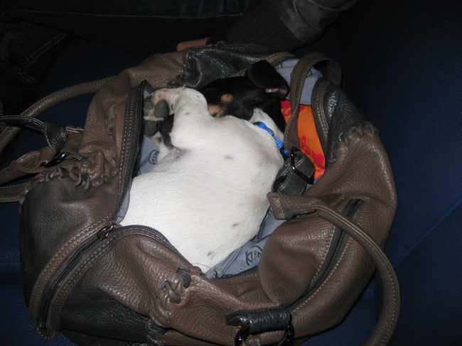 Lekker slapen in de tas van mijn baas