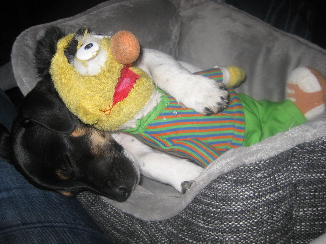 Overdag bijt ik graag in Bert, maar tijdens het slapen hou ik mijn tandjes thuis...en mag ie zelfs in mijn mandje :-)