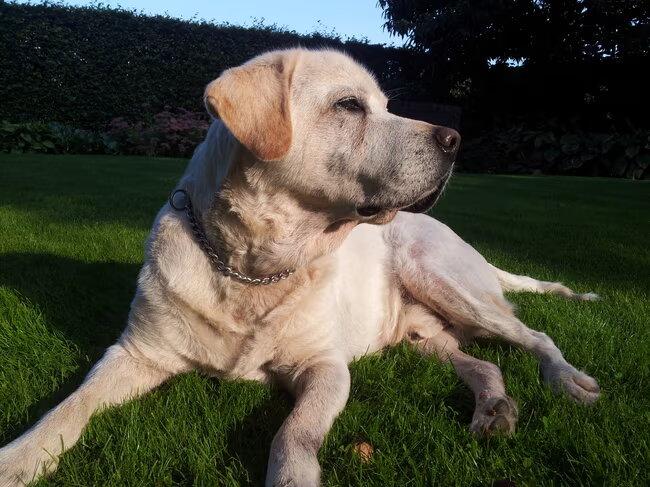 Yourie (hond van mijn ouders), geb 13-11-1998. Ja hij draagt een…