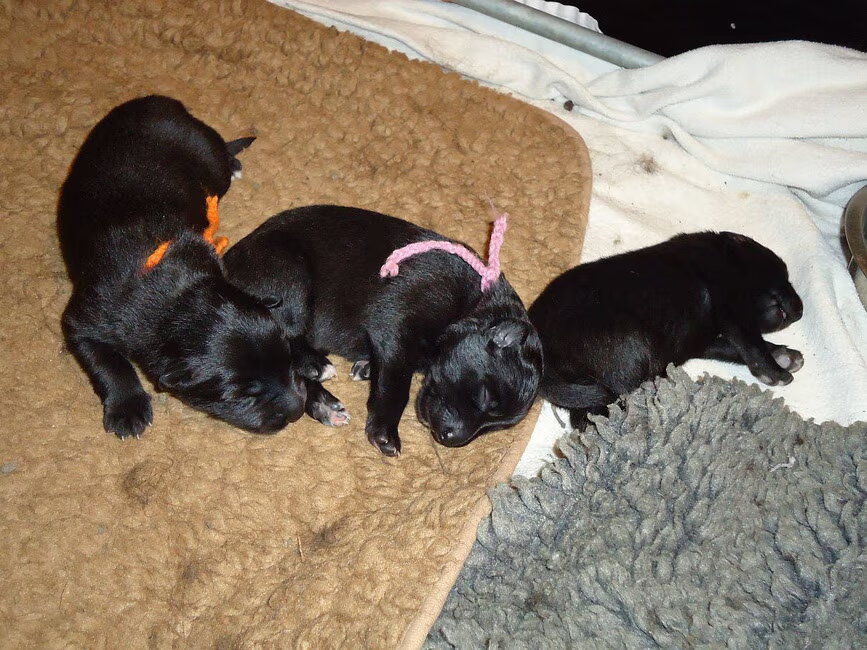Onze Magic-pups 10 dagen oud