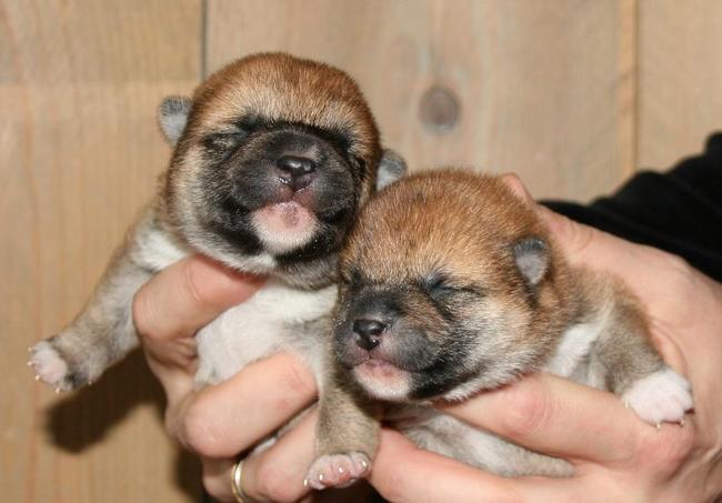 Kodi's nestje 1 week oud.