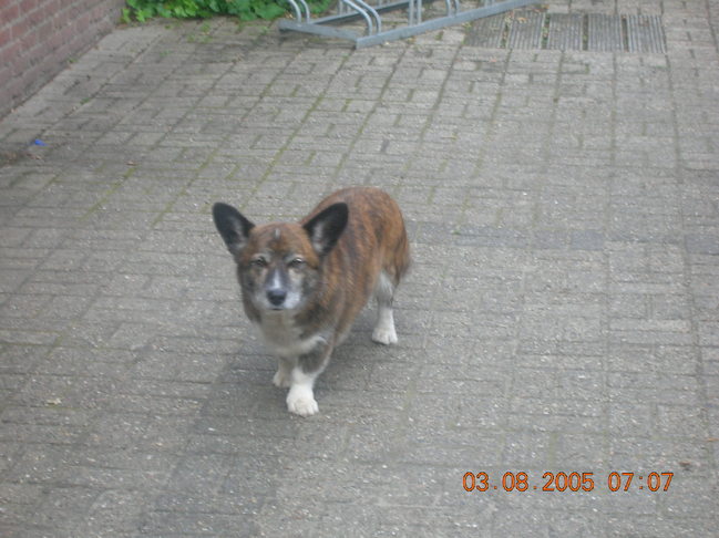 joeba, de hond van mijn ouders.Hij werd ruim 15 jaar.
