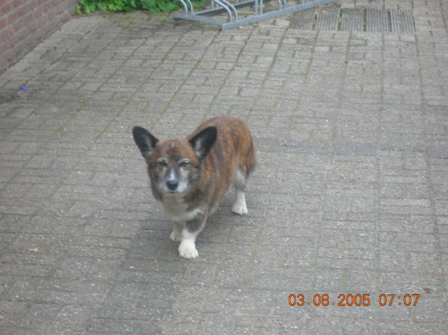 joeba, de hond van mijn ouders.Hij werd ruim 15 jaar.
