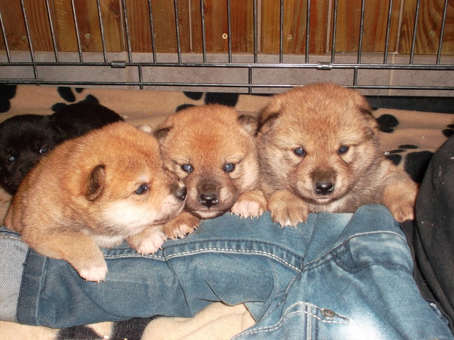 Akita is de trotse mama geworden van 5 gezonde Shiba pupjes
