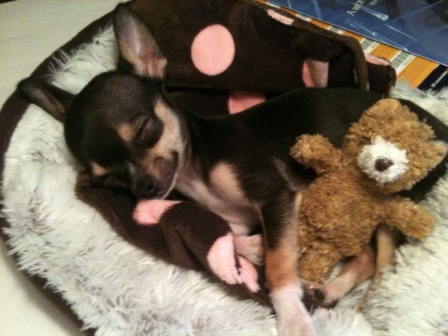 Helemaal in dromenland 