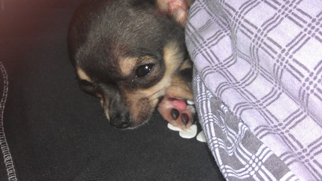 Lekker slapen bij vrouwtje in bed (11 weken oud)