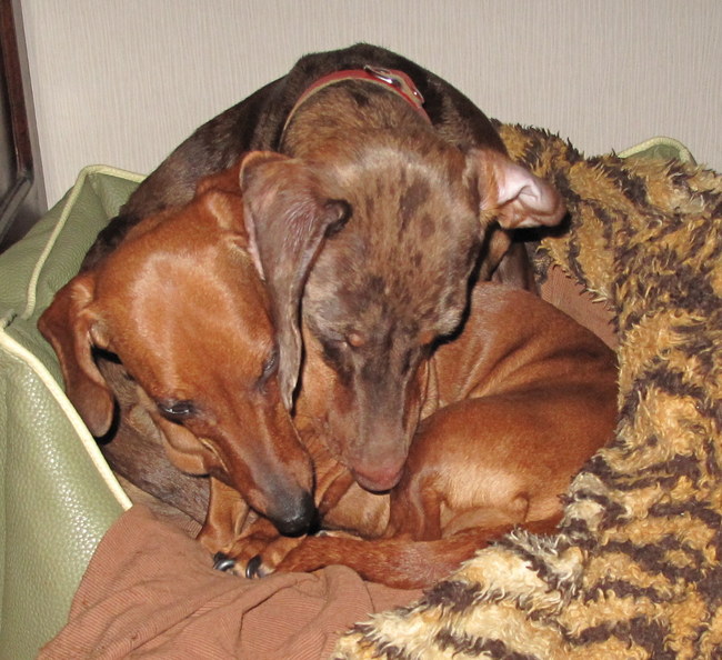 Lekker even bij mijn zusje in de mand.
Beetje krap, maar wel knus.