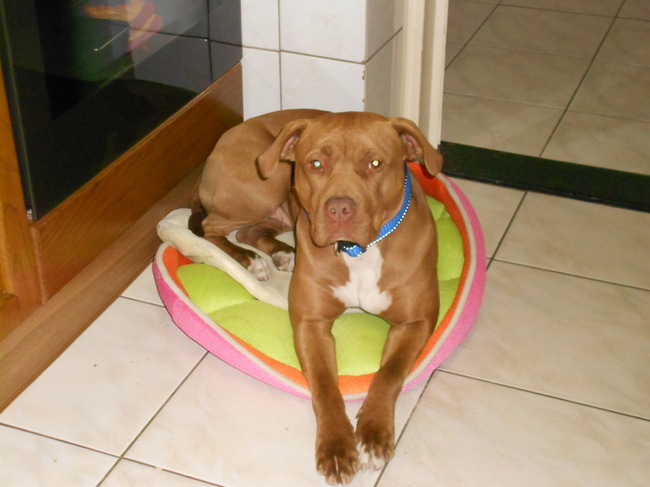 kleine mand grote hond :P
typische shira kleinste mand uitzoeken