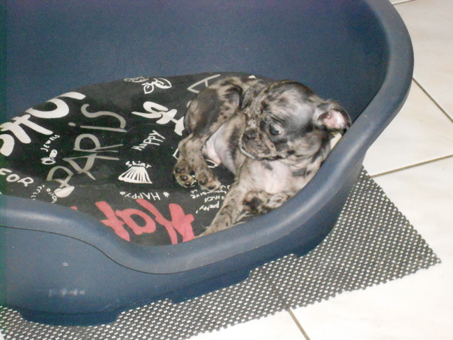 mijn eerste dag laat ik meteen maar de grootste mand nemen :P

hummel nog onwennig