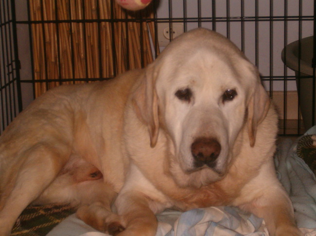 Oscar op vakantie, 13j oud en erg lief