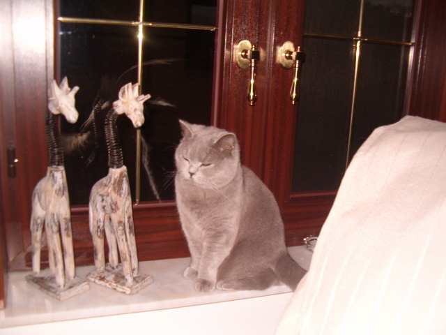 Zina, de britse korthaar