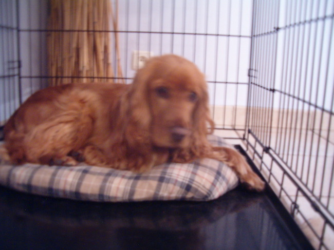 Noa, mijn opvanghondje