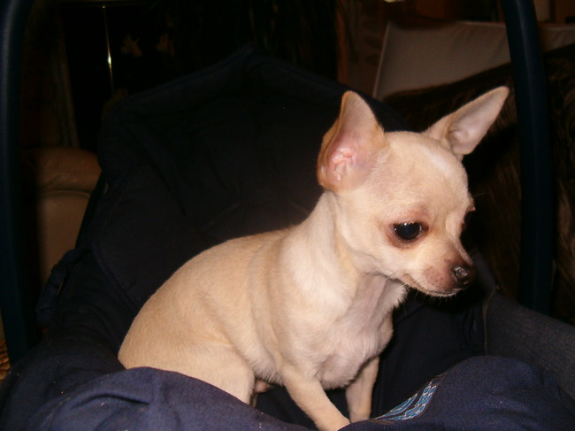 Sammy, de mini oppaschihuahua