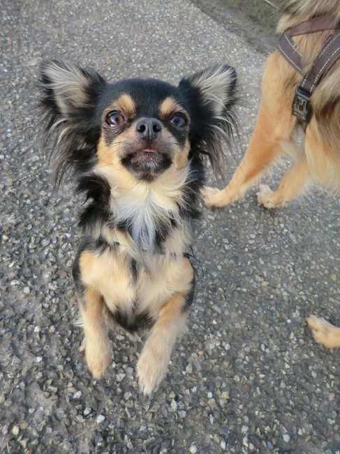 Jammiee lekker koekje voor Jamsiee