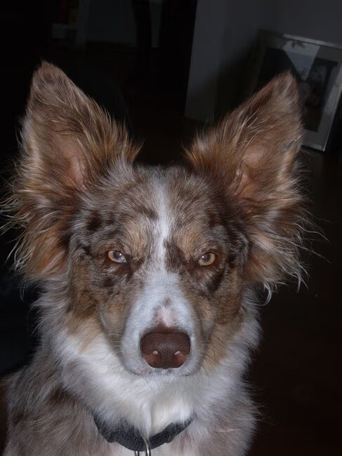 Dit is mijn grote liefde,mijn bordercollie Gaya.