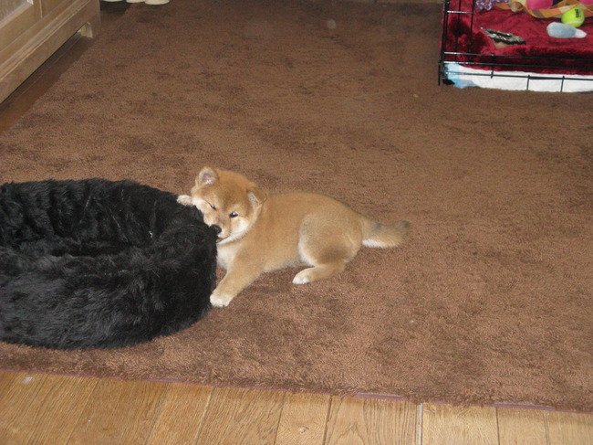 Wat? Moet ik er in liggen?
Tsss.. dit is toch veel leuker!

ondeugende kenshi.