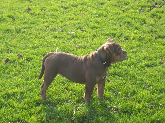 old englis bulldog reu hier op de foto is hij 3.5 maanden