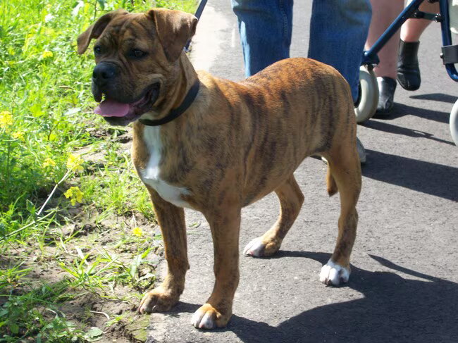 old english bulldog teefje van 6 maanden