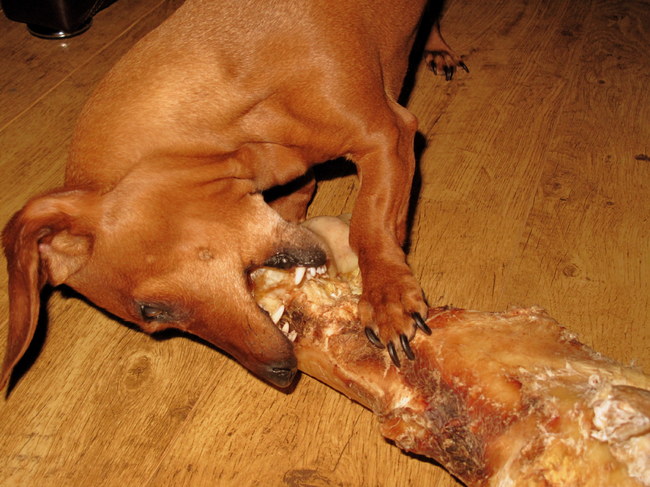 Zo nu heb ik, Raiza, die sate even afgejat en Gijs krijgt hem voorlopig niet weer.