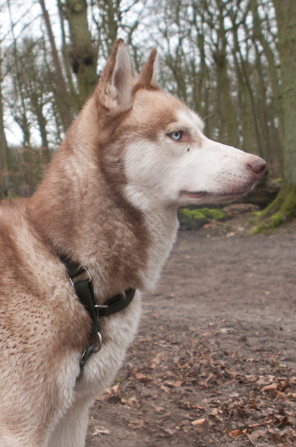 Mag ik weer met de koeien spelen? Toe....