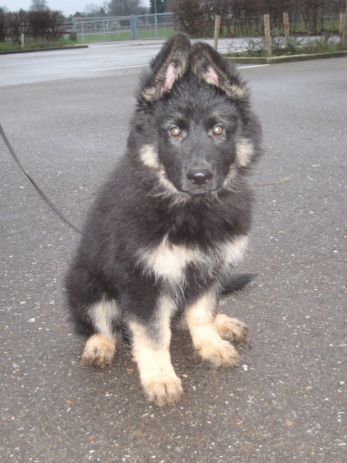 En dit is Ziva, onze laatste aanwinst. Ze is van 11-11-2011 (!) en we hebben haar vanuit het nest.