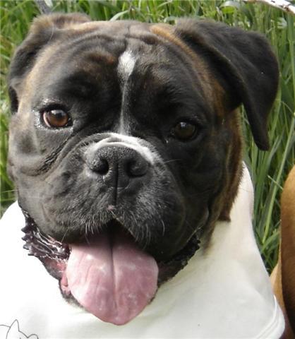 mijn vorige hond Indy !! 
Helaas te vroeg in moeten laten slapen:(
Maar nog steeds een plek heeft in mijn hart!