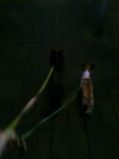 hun eerste wandeling samen!