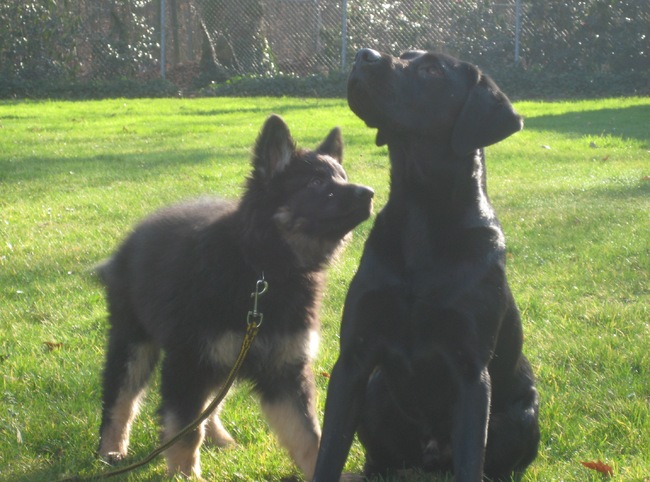 Kennismaking van Ziva met Buddy (een van de honden van mijn jongste dochter) 