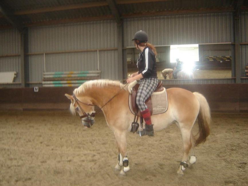 Mijn andere knuffel! 6 jarige eerste premie merrie die ik in het M1 uitbreng