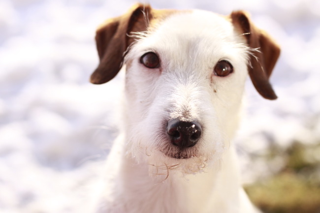  Dit is onze Janneke.
De grappenmaker in huis.
Janneke is een jack russel teefje van 8 jaar