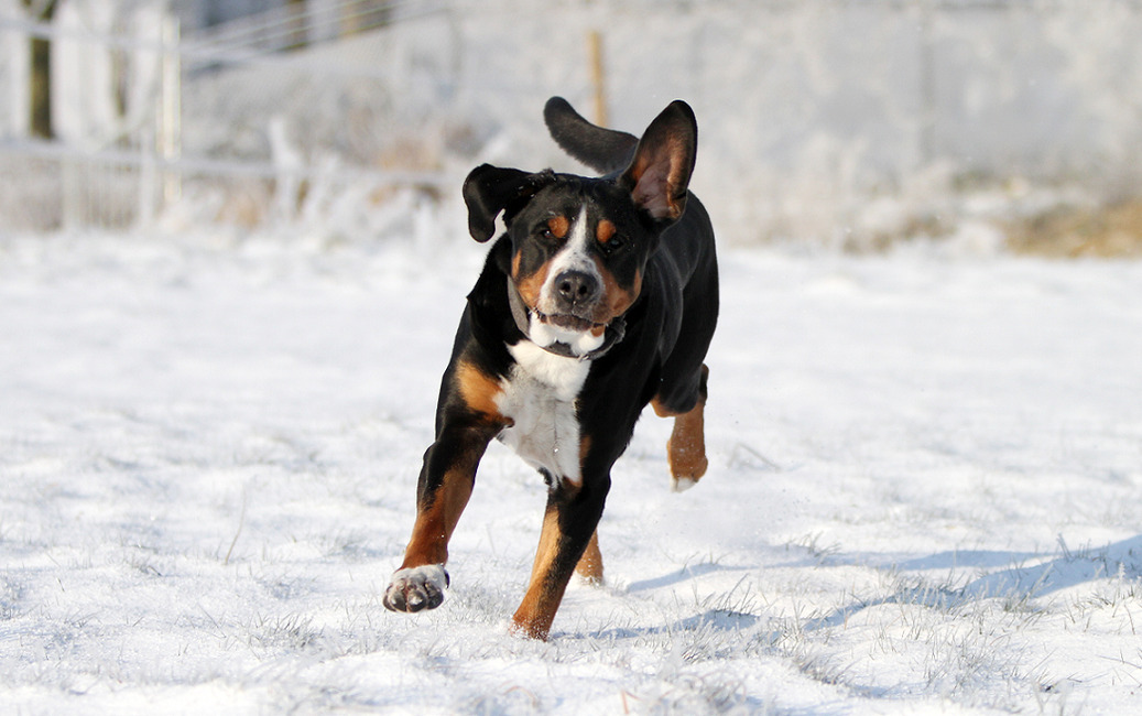Ollie en zijn Duitse Herderoor :P