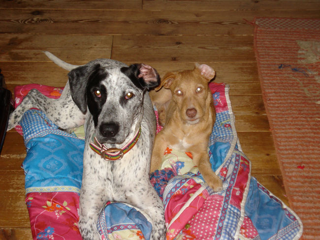 Jannes is met iedereen beste vriendjes.
Hier is hij met Olivir die inmiddels een heel lief baasjes heeft gevonden