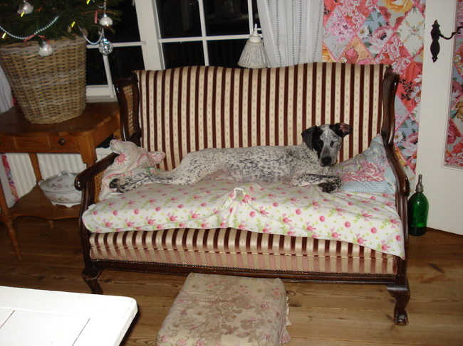 In plaats van een hondenbank heeft Jannes zijn eigen sofa gekregen en hij is er ook echt heel blij mee