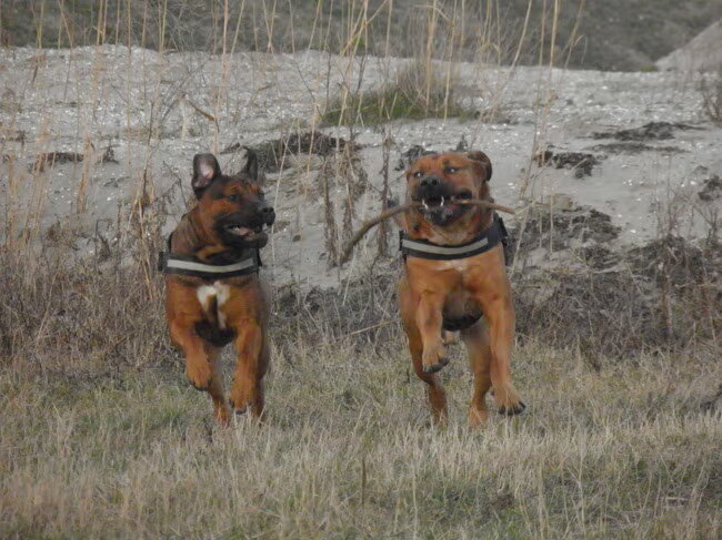 Foto van patricia,  *Spikey* Nino & Lola