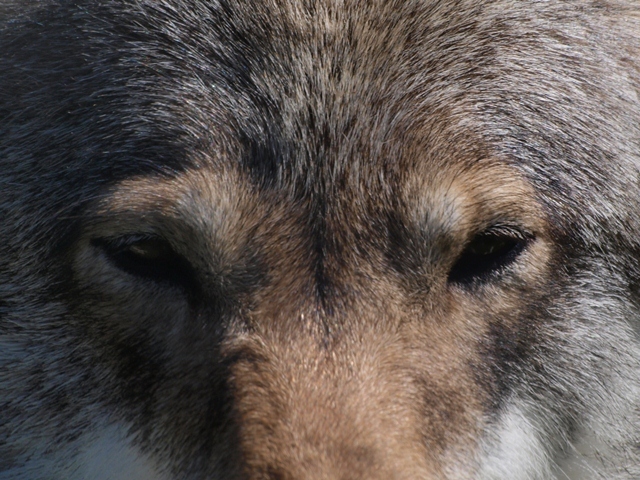 Wolf in Noorwegen