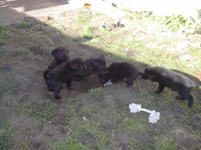 2002 - Mijn pup Rusty (met de lichte pootjes) wordt door zijn broertjes en zusjes in de vers gegraven put geduwd...