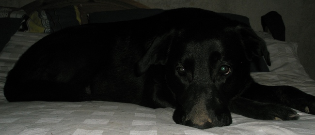 Moet ik nu echt opstaan vrouwtje?