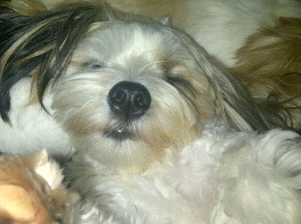 Lieve Manneman