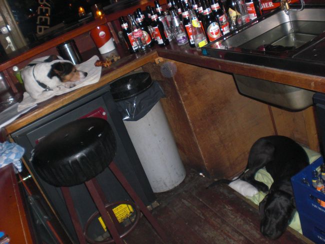 Samen met richard, jack russel, op en onder de bar slapen 