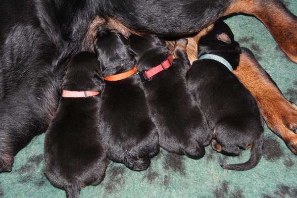 onze lieve Lloyd eerste dag .... de linkse met rose bandje om.
geboren 18-02-2012 gewicht 505 gram